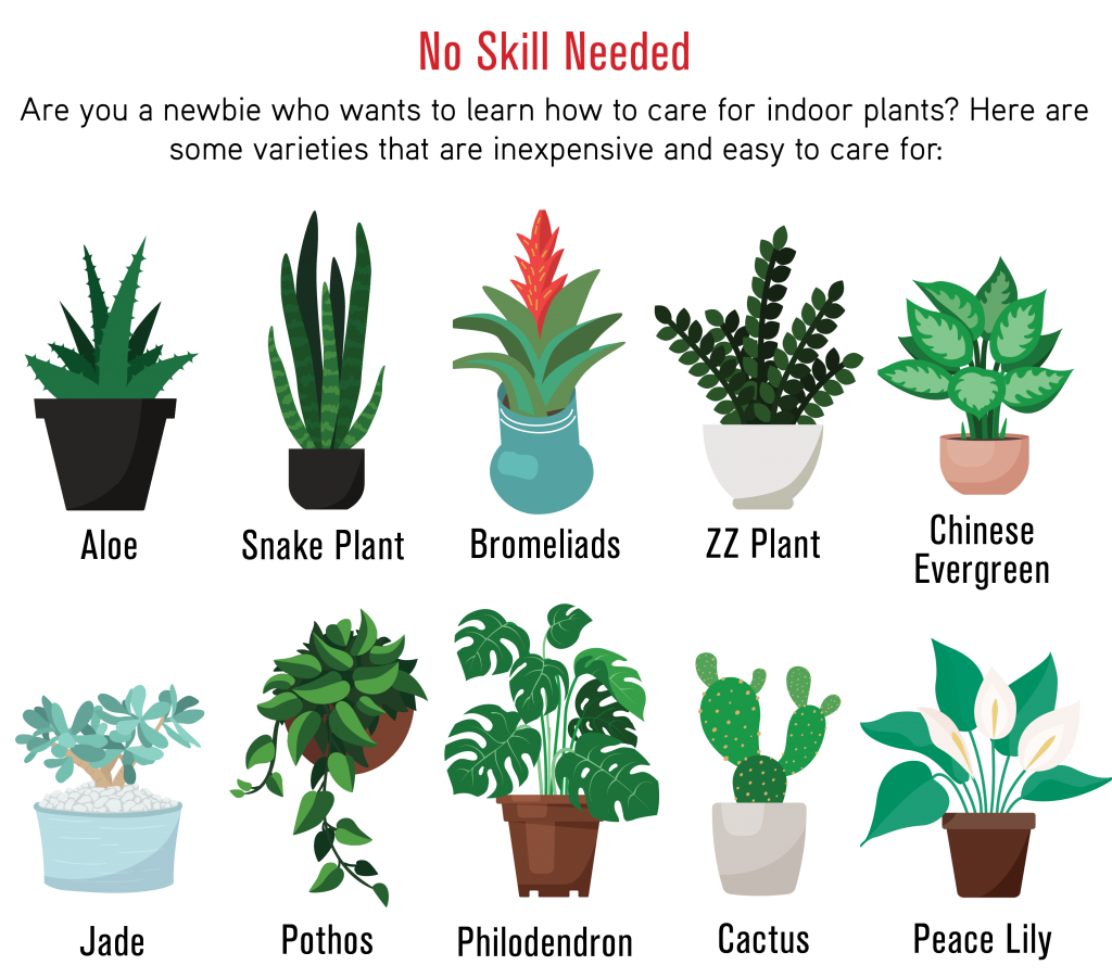list of plants for beginners