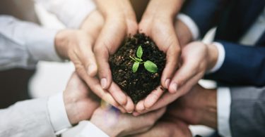 hands holding growing plant