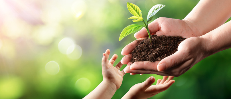 parent handing seedling to a child