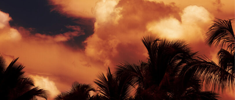 red skies with palm trees